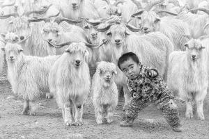 PSPC Gold Medal - Hiu Wan Yeung (Hong Kong)The Little Shepherd