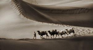 IUP Honor Mention - Lee Eng Tan (Singapore)  Herding Camels Bw