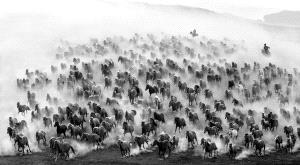SPC Merit Award - Ling Hou (China)  Herd Back C