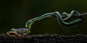 SPC Bronze Medal - Foo Say Boon (Malaysia)  Snake With Prey
