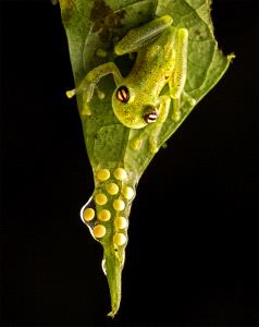 ICPE Gold Medal - Arun Mohanraj (United Kingdom)  Glass Frog With Eggs