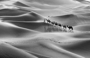 PhotoVivo Gold Medal - Jing Gu (China)  Dream Camel Bell