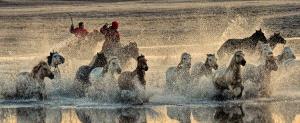 ICPE Gold Medal - Lee Eng Tan (Singapore)  Mongol Horse Reflect